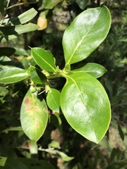 Coprosma robusta