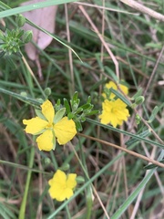 Hibbertia riparia