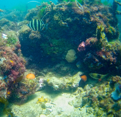 Notolabrus tetricus