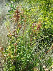 Senecio glastifolius