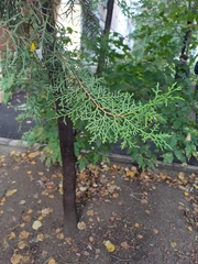 Platycladus orientalis