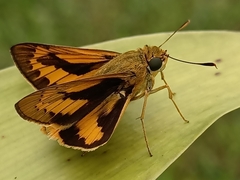 Cephrenes trichopepla