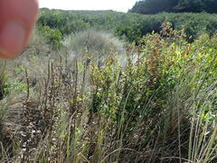 Senecio glastifolius