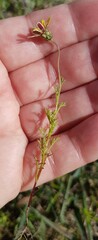 Ursinia