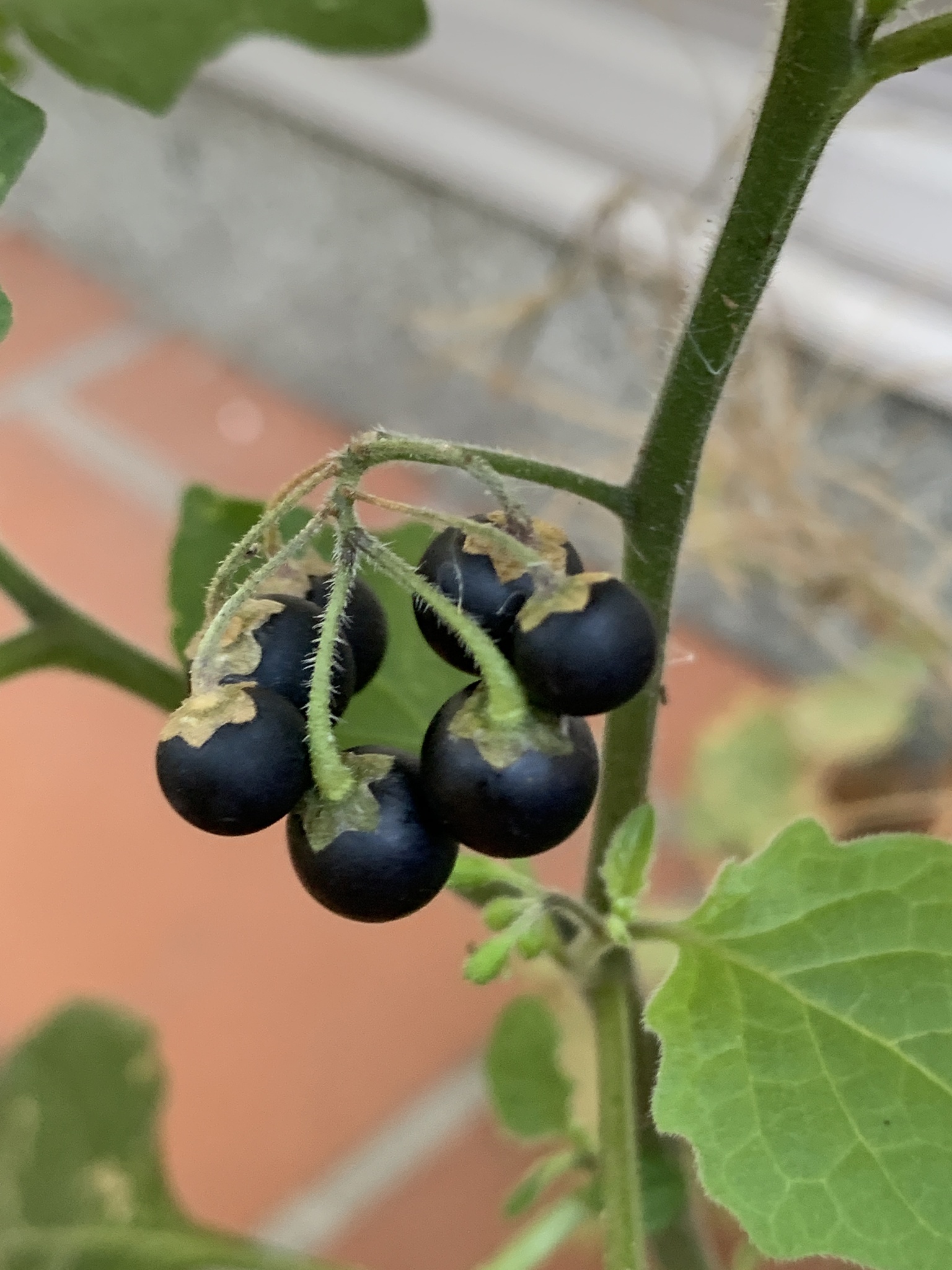 solanum nigrum edible leaves