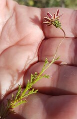 Ursinia