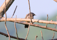 Argya striata