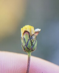 Ursinia