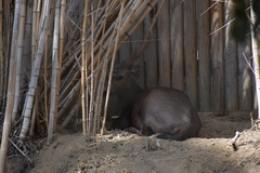 Axis calamianensis