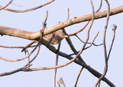 Argya striata