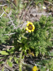 Osteospermum monstrosum