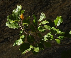Rhamnus alpina