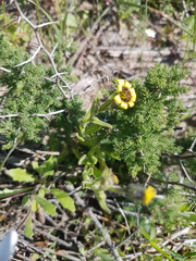 Osteospermum monstrosum