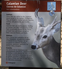 Axis calamianensis