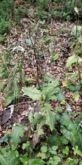 Cirsium alsophilum