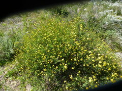 Othonna coronopifolia