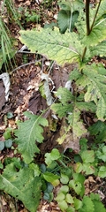 Cirsium alsophilum
