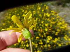 Othonna coronopifolia
