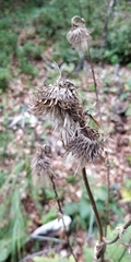 Cirsium alsophilum