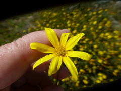 Othonna coronopifolia