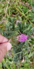 Carduus defloratus defloratus