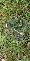 Carduus defloratus defloratus
