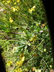 Othonna coronopifolia