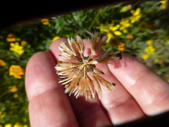 Othonna coronopifolia