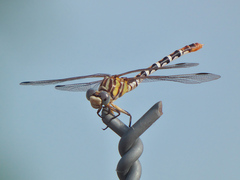 Erpetogomphus compositus