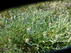 Helichrysum revolutum