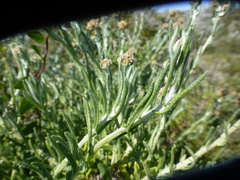 Helichrysum revolutum