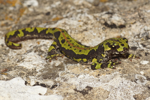 Marbled Newt