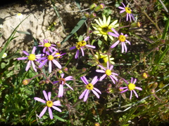 Senecio arenarius