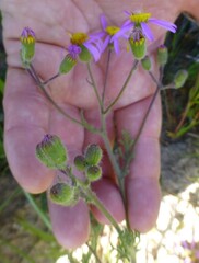 Senecio arenarius