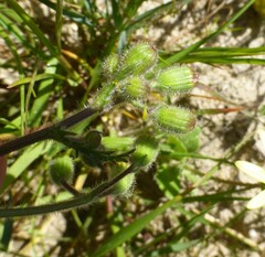 Senecio arenarius