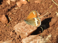 Coenonympha arcania