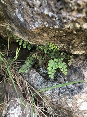 Asplenium subglandulosum