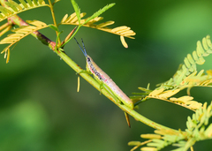 Neorthacris