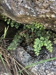 Asplenium subglandulosum