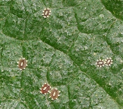 Ceroplastes sinensis