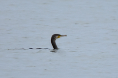 Phalacrocorax carbo sinensis