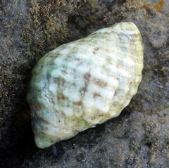 Dicathais orbita