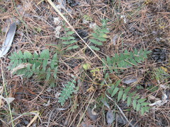 Oxytropis strobilacea