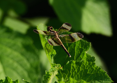 Neurothemis tullia