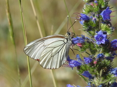 Aporia crataegi