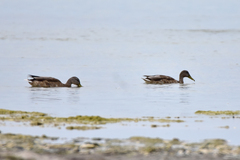 Anas platyrhynchos