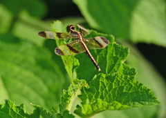 Neurothemis tullia