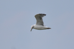Larus cachinnans
