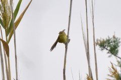 Phylloscopus trochilus