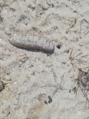 Holothuria scabra